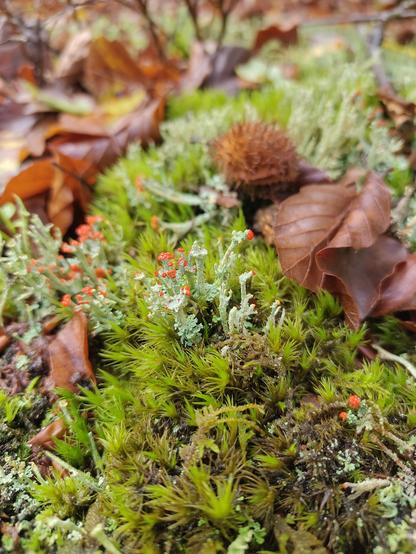 Some moss, some British soldier lichen with the red "hats", fallen beech leaves anda brown spiky seedpod of a beach beech tree.