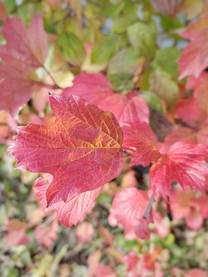 Sunshine on viburnum leaves that have changed colour. They're bright red with yellow veins.