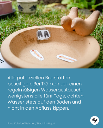 Flache Vogeltränke aus Ton mit zwei Deko-Vögeln und Infotext zum Entfernen potenzieller Brutstätten für Tigermücken.
